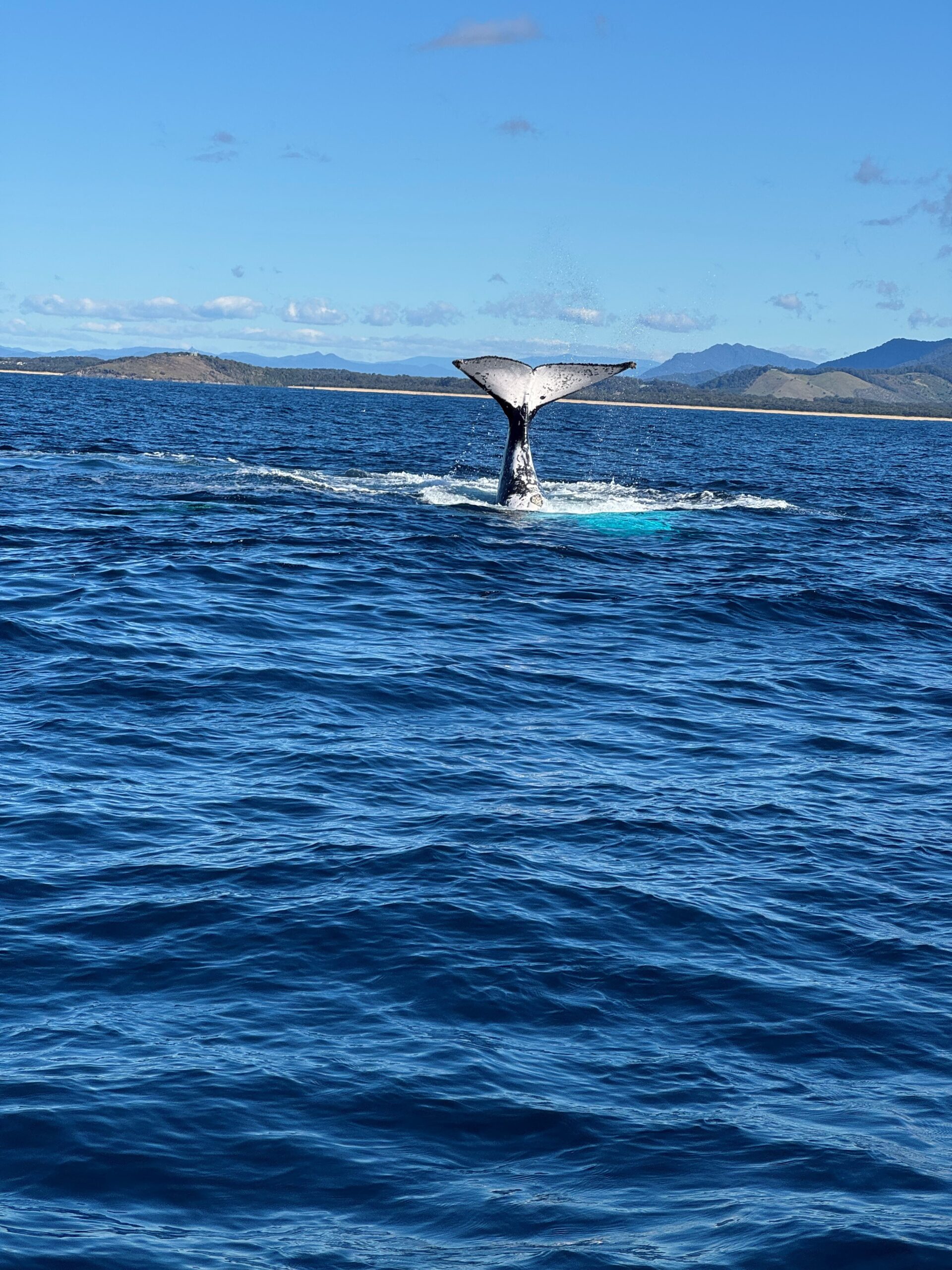 End of 2024 Whale Season