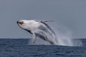 10th July 2024-Full Steam on Whale Trips