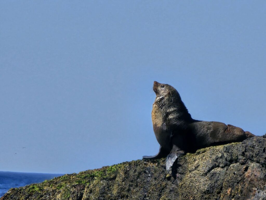 Mr Fur Seal (A McMurrich Aug 2024)