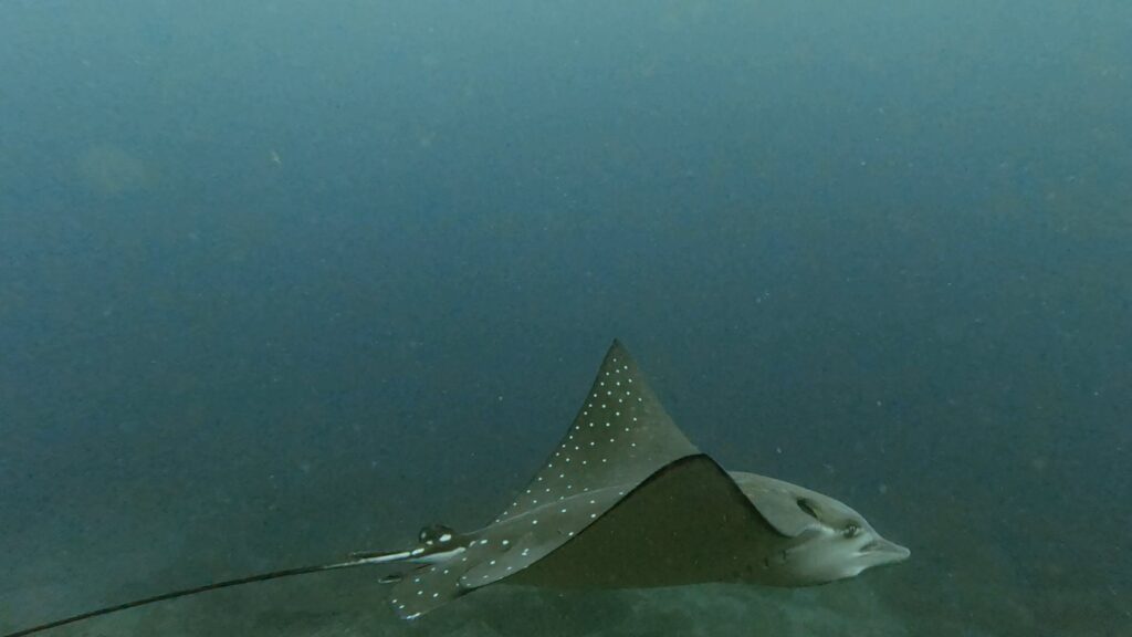 Eagle Ray (T Anderson August 2024)