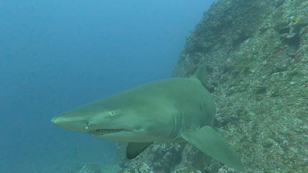 Grey Nurse Shark (T Anderson August 2024)