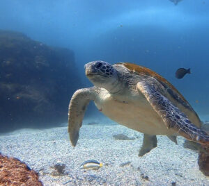 27th December 2024- Split and South Solitary Dive