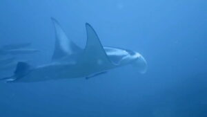 26th December 2024- Boxing day Manta Ray