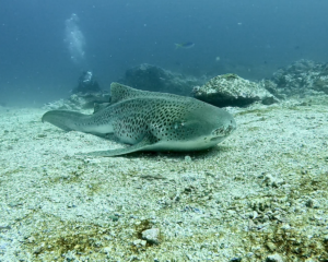 28th December 2024- Leopard Sharks at North Solitary