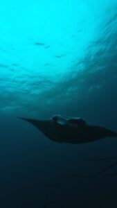 17th December 2024- Manta Ray in The Gap