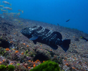 5th Jauary 2025- Snorkelers enjoy 30+metre Vis!