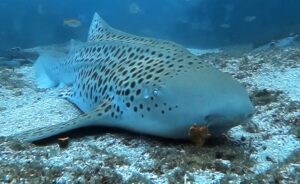 17th May 2025 – Leopard Shark Still Here!!