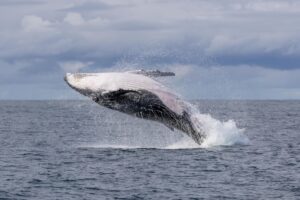 Sunday 22nd June 2025-More great whale action