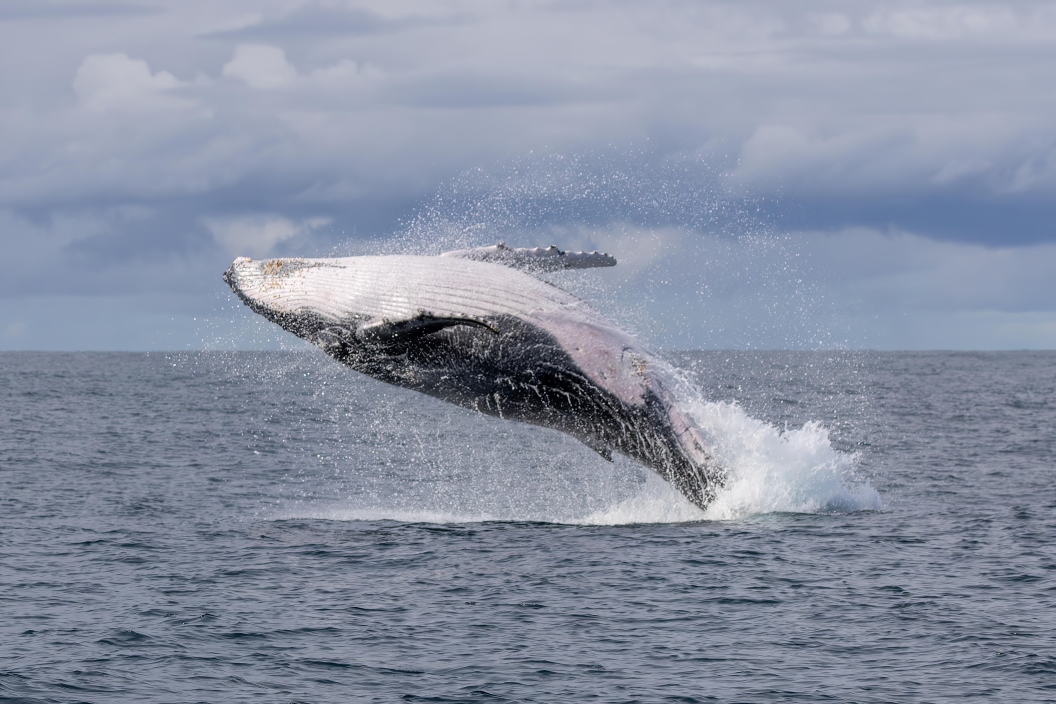 Sunday 22nd June 2025-More great whale action