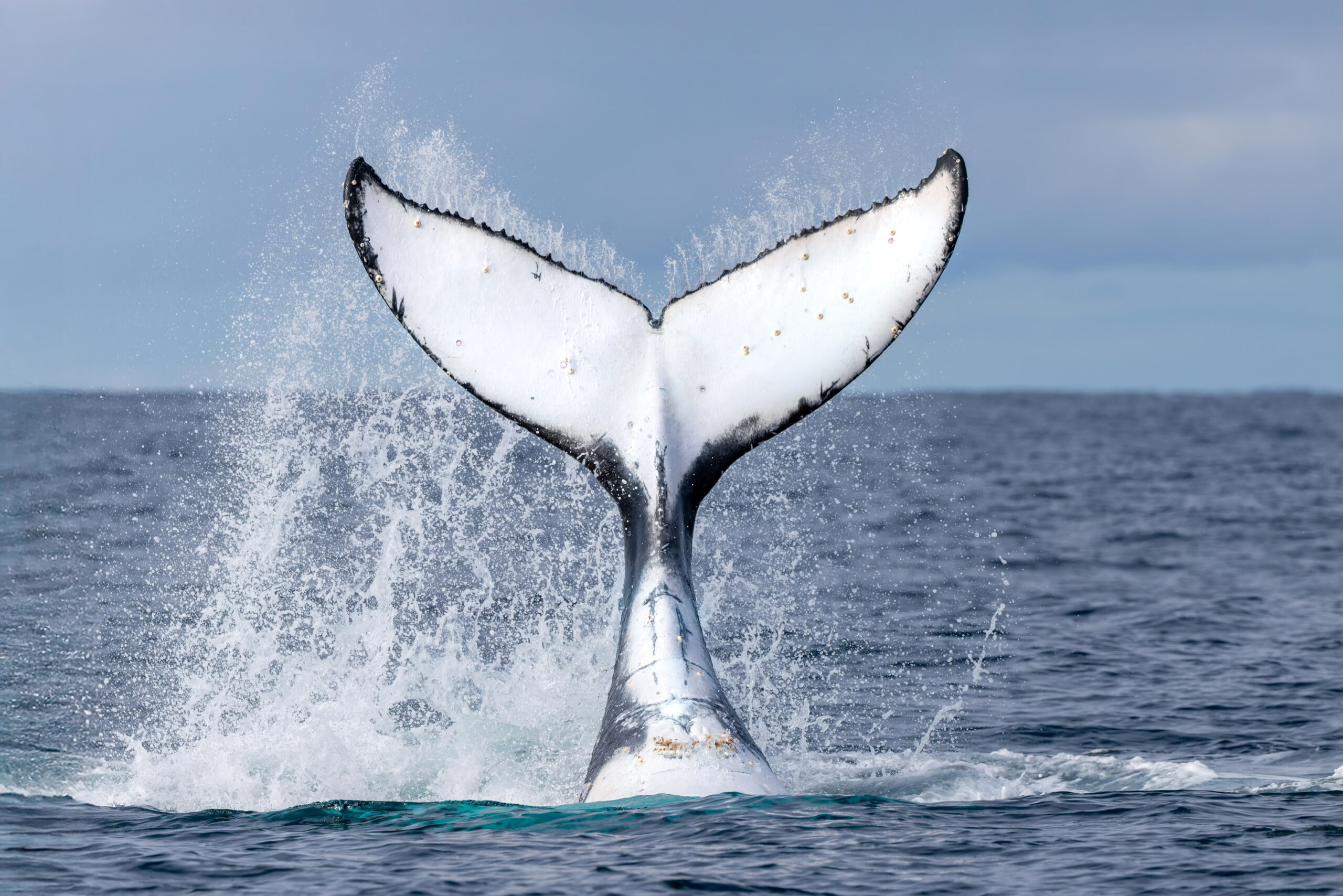 Friday 20th June 2025- Here comes the Whale numbers