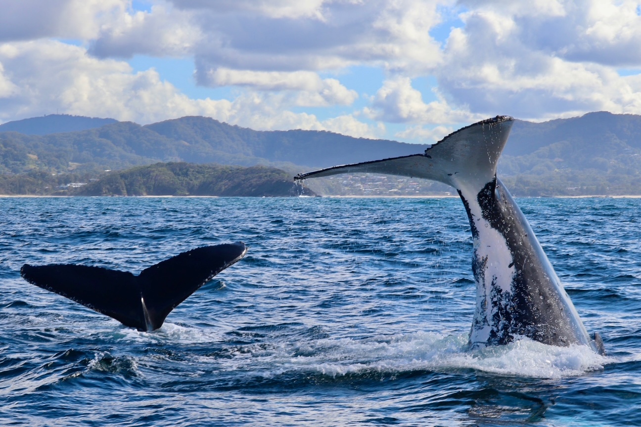 Monday 23rd June 2025-Humpback Monday!