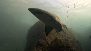 18th June 2025- Grey Nurse Shark Party