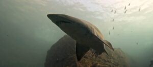 18th June 2025- Grey Nurse Shark Party