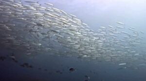 17th July 2025 – Schooling Barracuda at South Sol