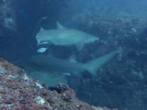 6th June 2025- Fun in Manta Arch