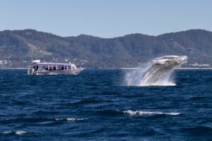 10th July 2025 – Breaching Whales, Turtles aND bIRD RELEASING