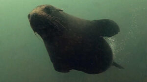 12th July 2025 – Seal visits South Solitary Island