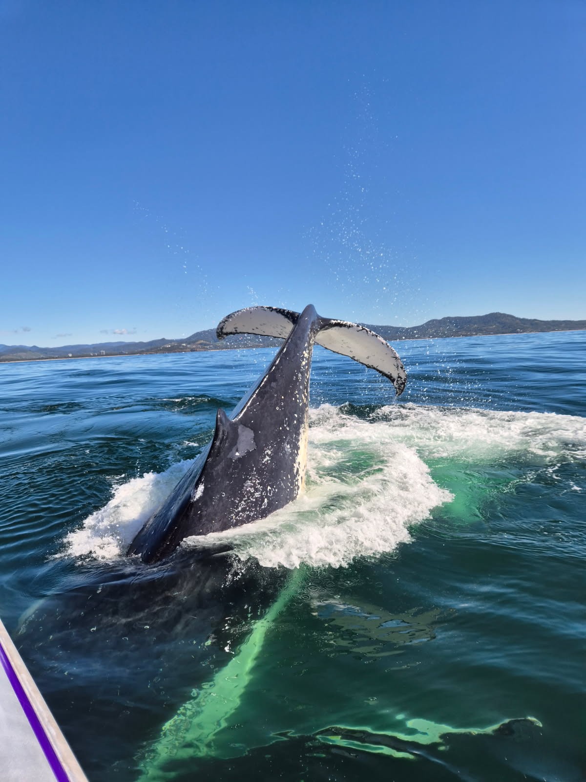 16 August 2025 This is a Whale Mugging!