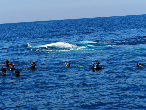 29th August 2025- FIrst Whale Swim of Season