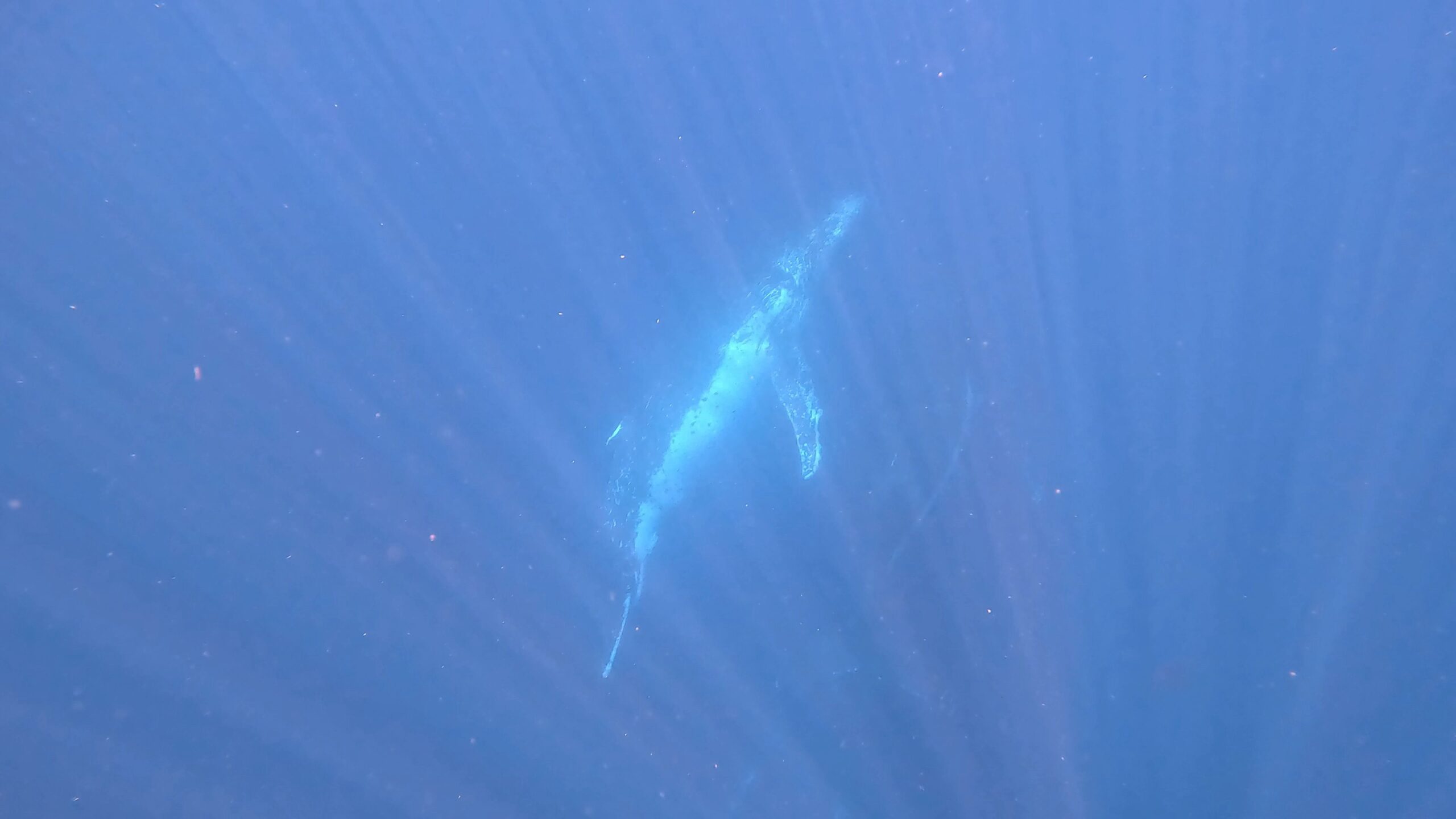 4th September 2025- Welcomed Whale Swim Season