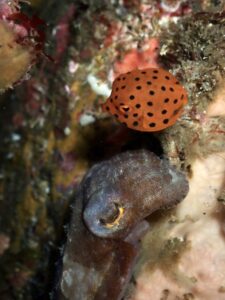 6th October 2025- Nudibranch galore!