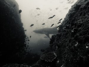 12th October 2025-Schooling Fish Everywhere