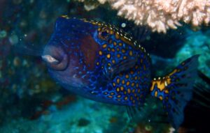 30th November 2025 – Fish Soup on Boulder Wall