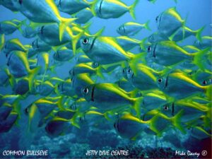 13th October 2025- Grey Nurses out and about