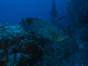 19th October 2025- sOUTHERLY sUNDAYS!