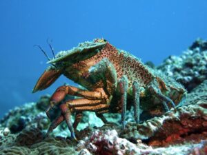 11th October 2025- Macro Friendly Divers