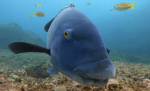 25th October 2025- Schools of Fish at Cleaner Rock