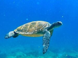 5TH OCTOBER 2025- Busy Weekend with Good Diving