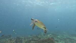 2nd November 2025- Mum and Bub Bull Ray