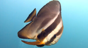 18th December 2025- Devil Ray in Exciting Current