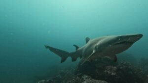 13th December 2025- Heeeeere Fishy Fishy