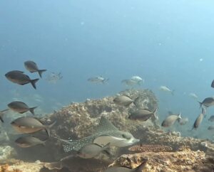 8th December 2025- Chec Kids Enjoy Fun Dive