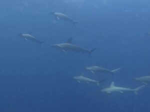 12th December 2025- Hammerheads in Summer Waters!