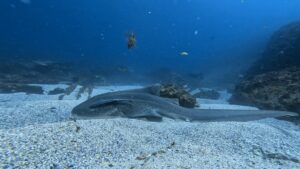 14th December 2025- First Leopard of the Serason