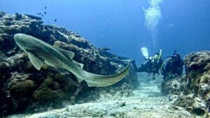 7th January 2026 – Hump Day Diving