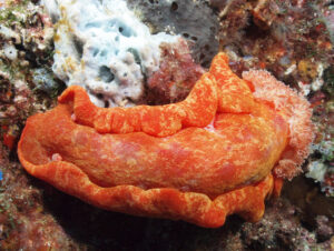 13th January 2026- Two for the price of one!