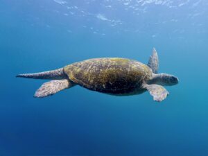 17th February 2026 – Turtley Wild Tuesday!