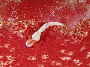 19th February 2026- Current Brings in Blue Water