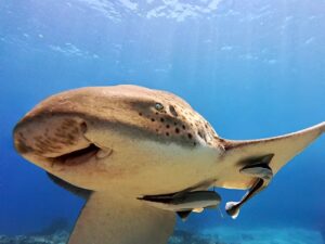 7th February 2026- Sunny Shark Saturday