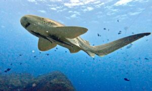 11t February 2026- Safari Diving with Leopards