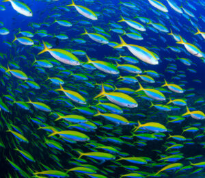 31st March 2026 – Marine Magic