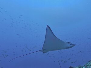 5th March 2026- Leopards and Bulls, oh my!