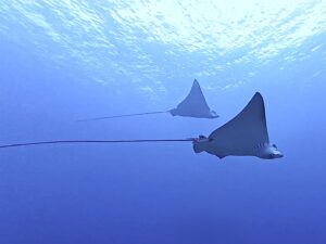 18th March 2026 – Amazing Conditions at South Solitary Island!