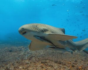 9th April 2026 – Leopard Sharks Galore