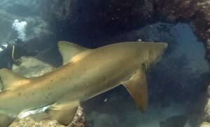 21st September 2026 – Super Shark Start to the Week